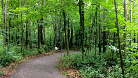 gatineau-park-pioneer-trail