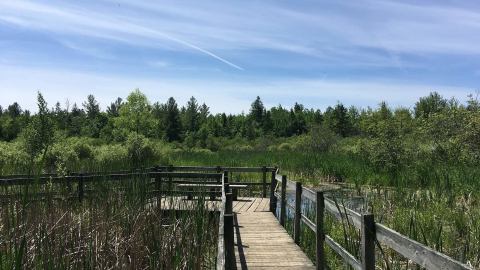 hiking-beaver-trail-in-the-ottawa-greenbelt-june-9-2018